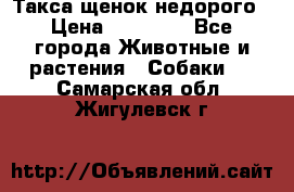 Такса щенок недорого › Цена ­ 15 000 - Все города Животные и растения » Собаки   . Самарская обл.,Жигулевск г.